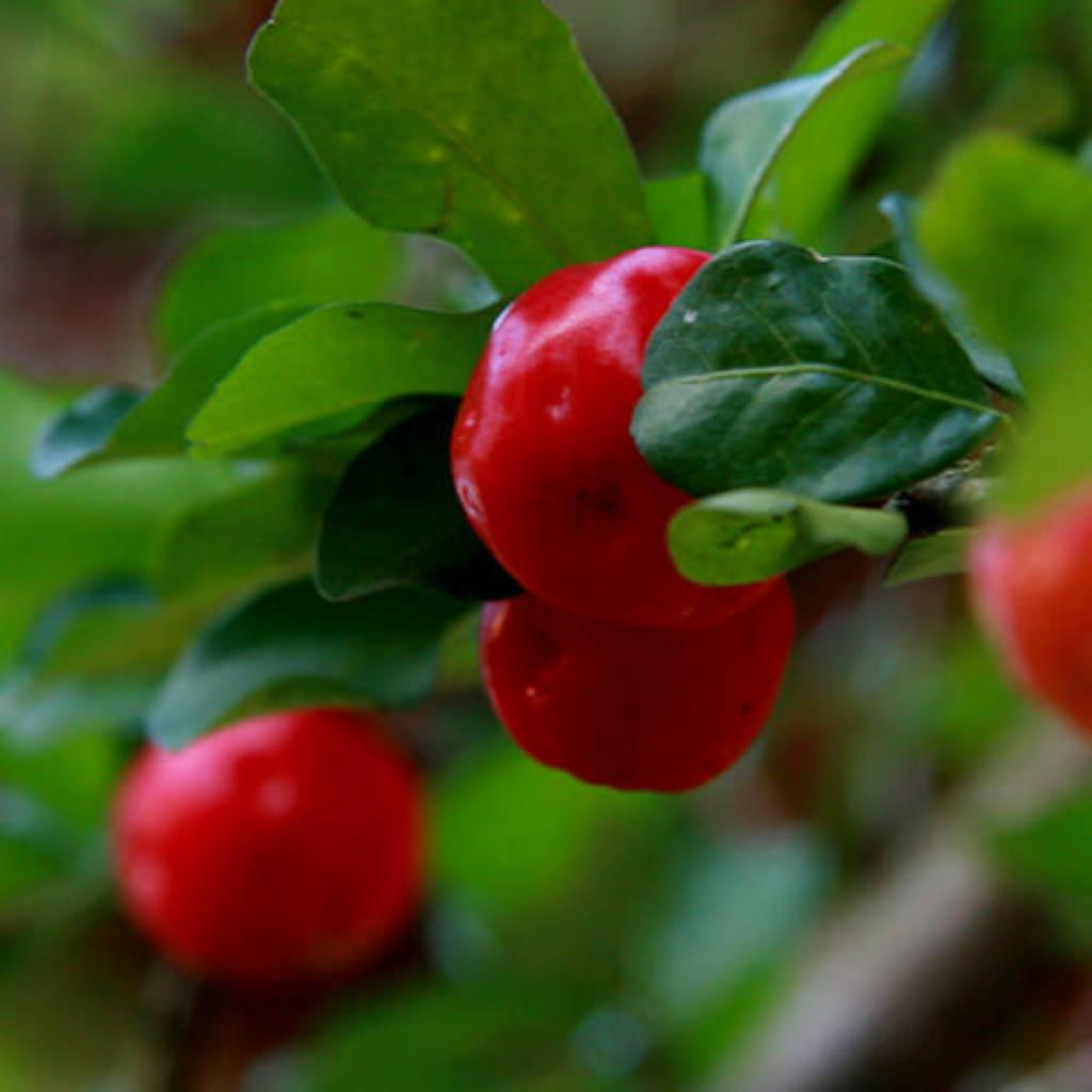 Acerola Fruit Extract