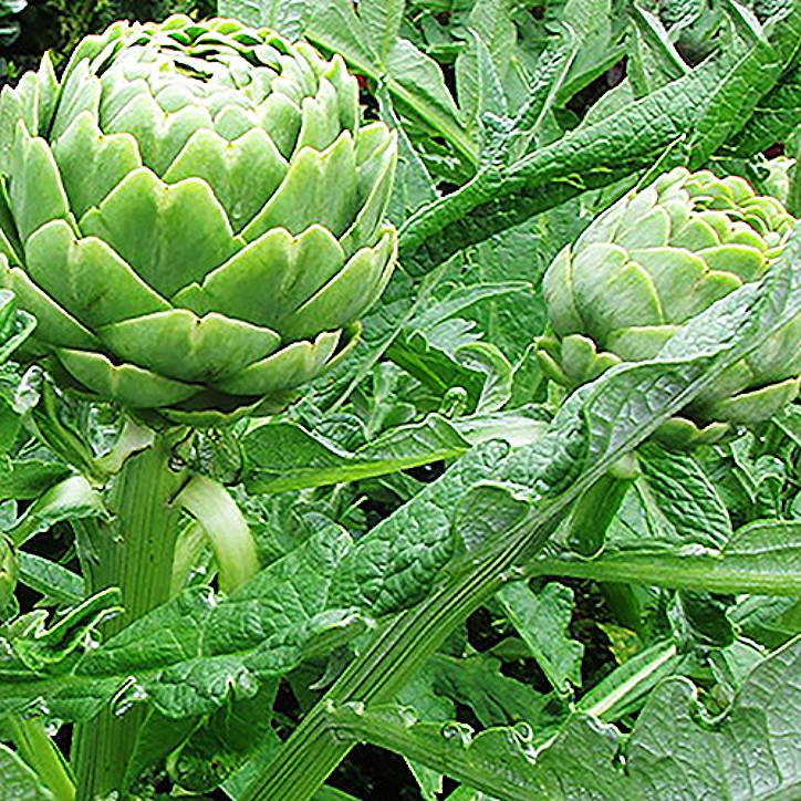 Artichoke Leaf