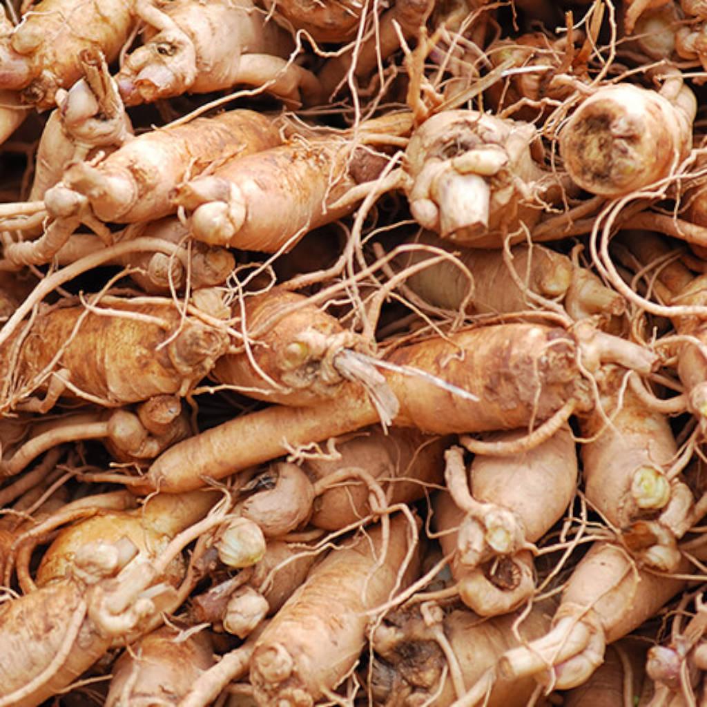 ginseng root