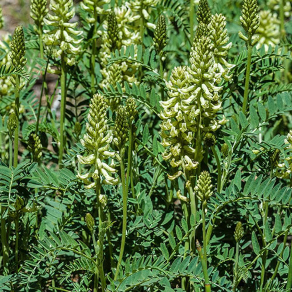 Astragalus