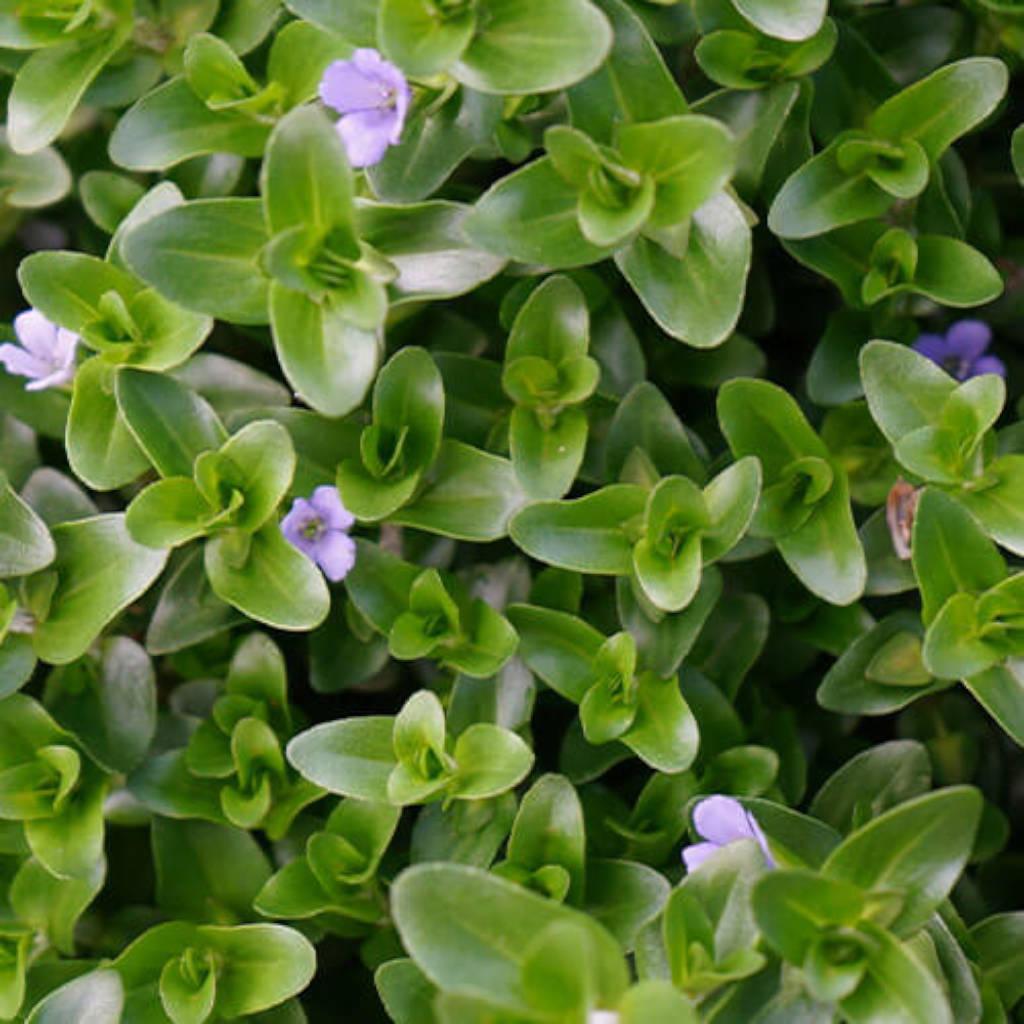 Bacopa leaf extract