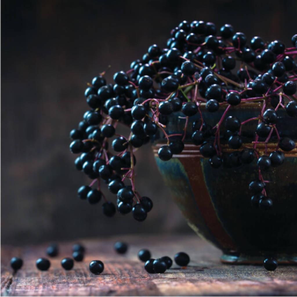 Elderberry Fruit Extract