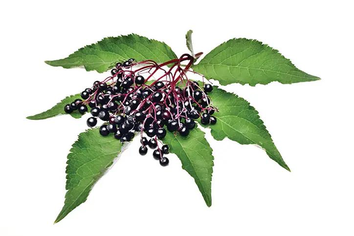 Elderberry