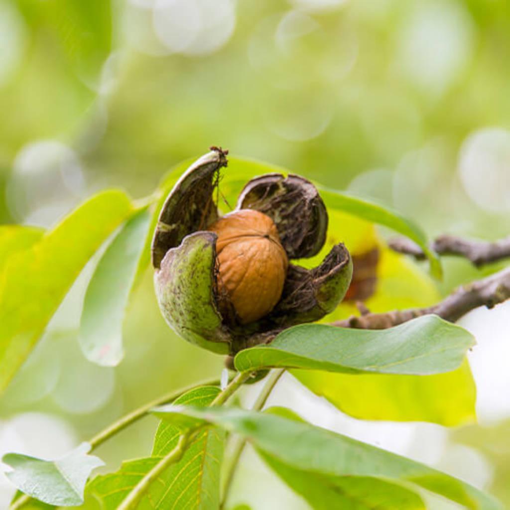 black walnut hulls