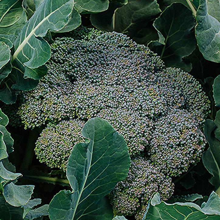 Broccoli