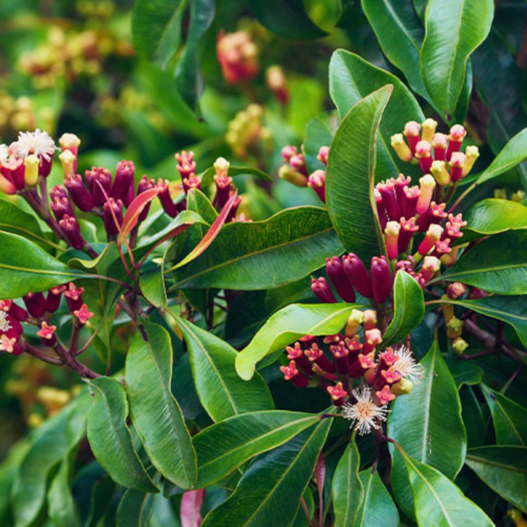 Clove Flower Extract