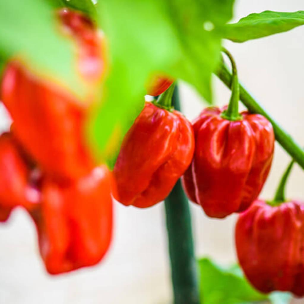 Capsicum Fruit