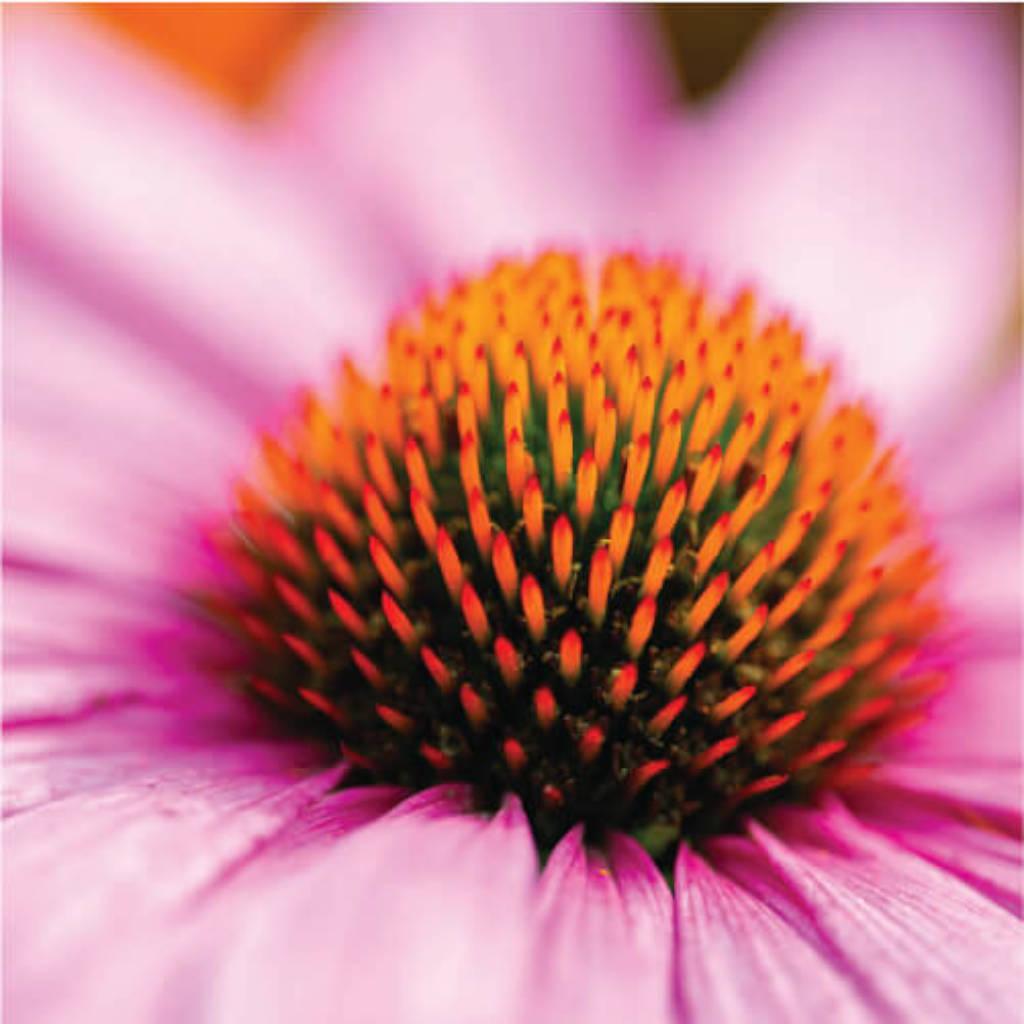 Echinacea