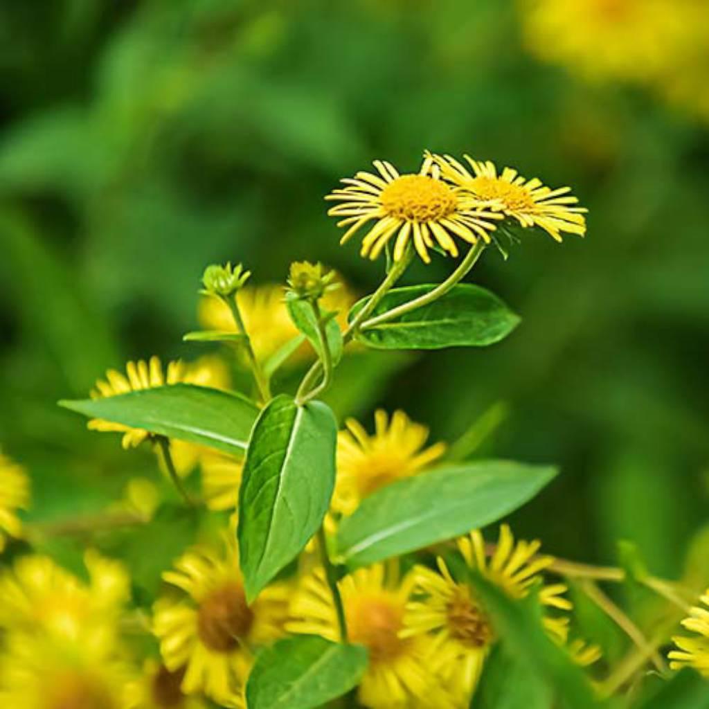 Indian Elecampane Root Extract