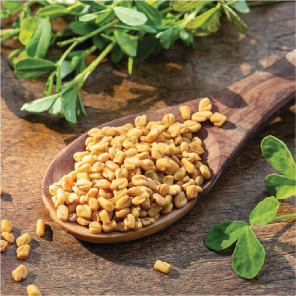 Fenugreek