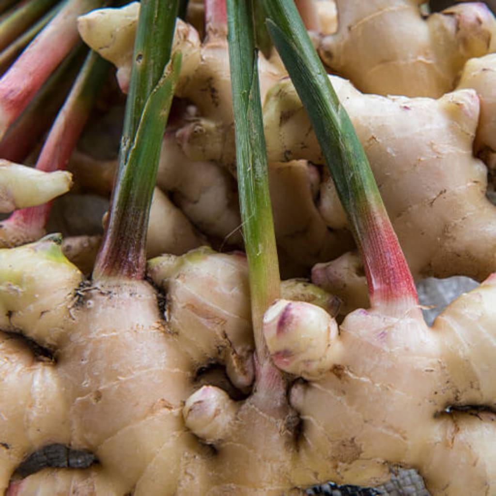 Ginger rhizome