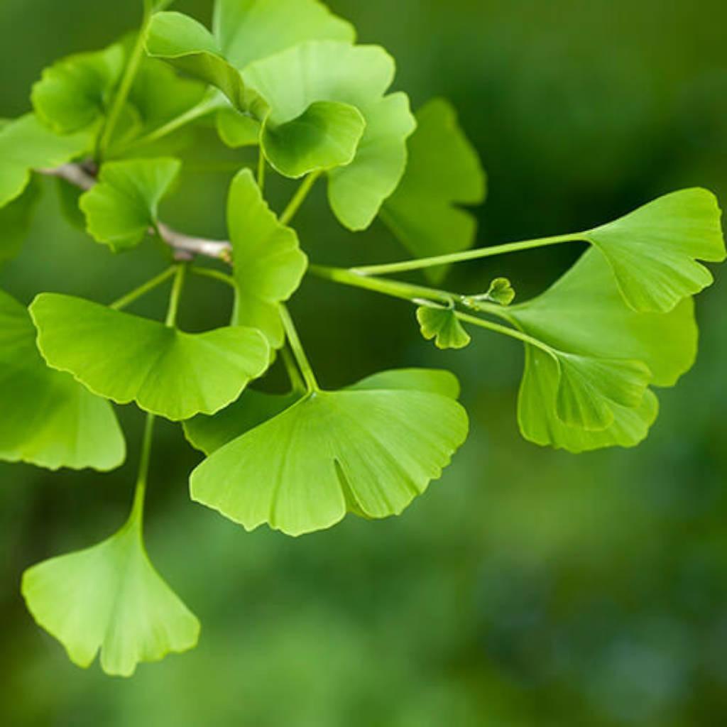 Ginkgo Leaves