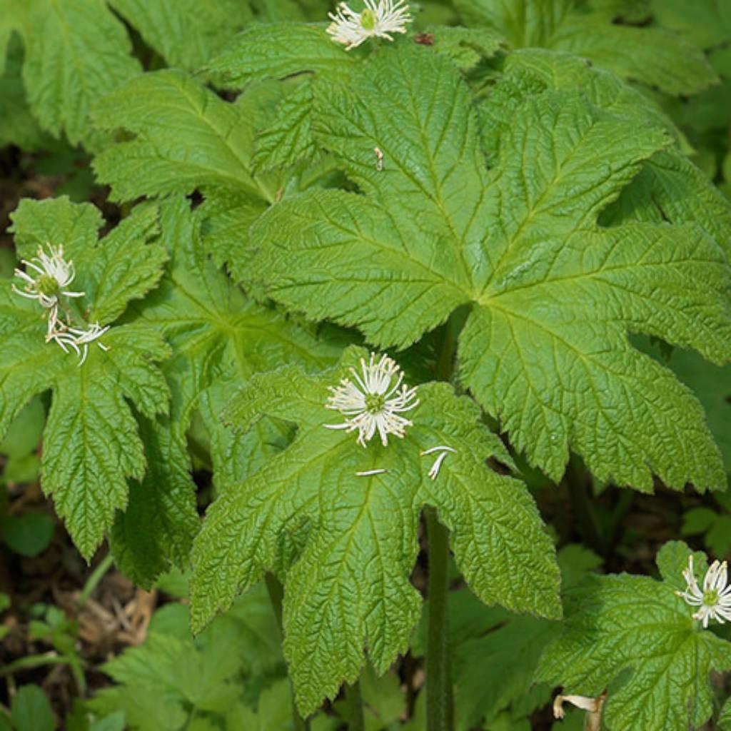 Goldenseal