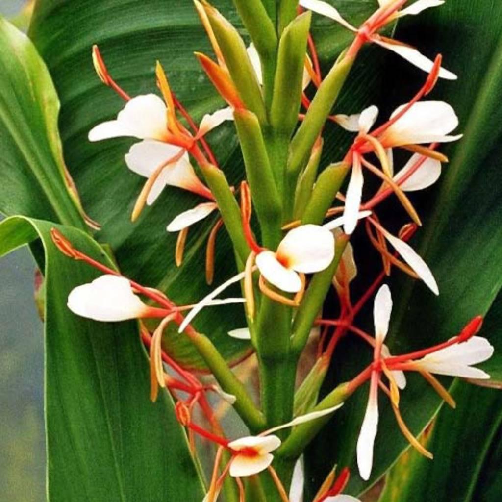 Hedychium spicatum root