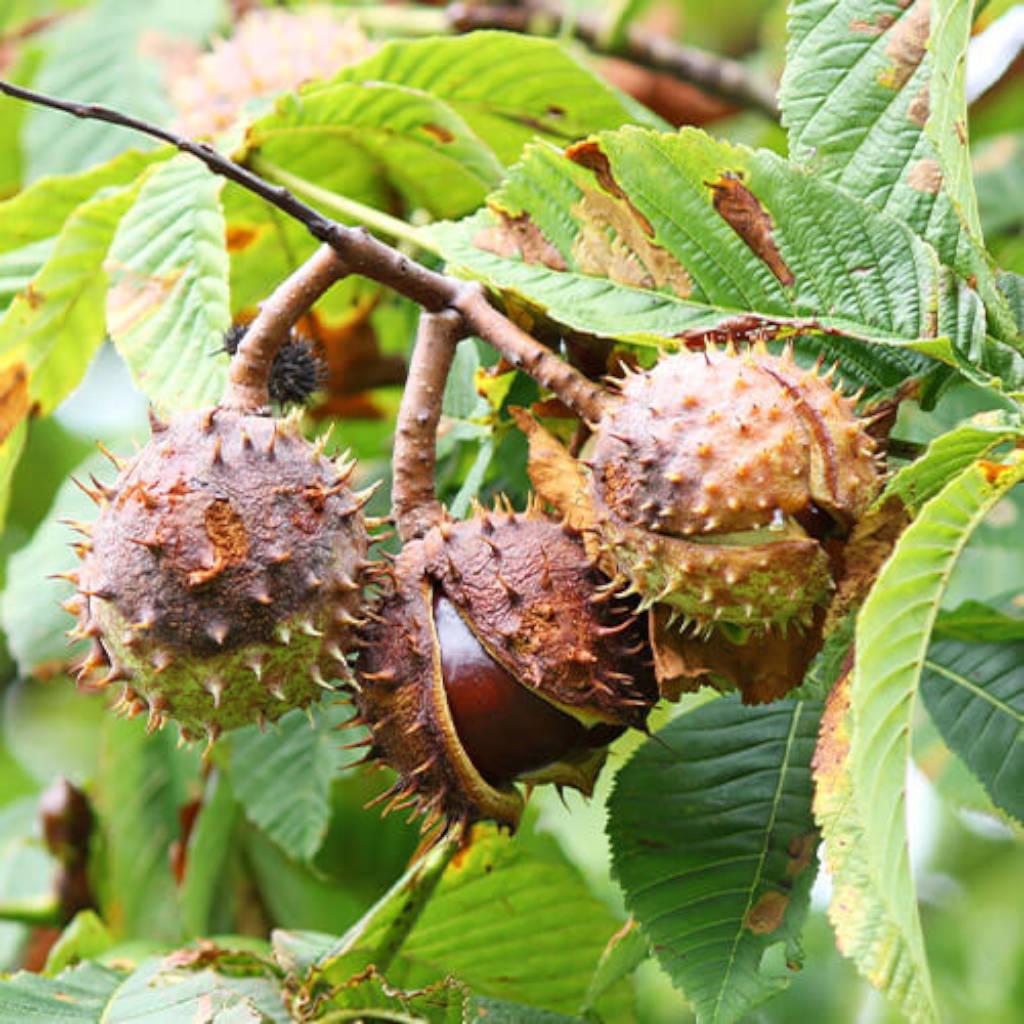 Horse Chestnut Seed Extract