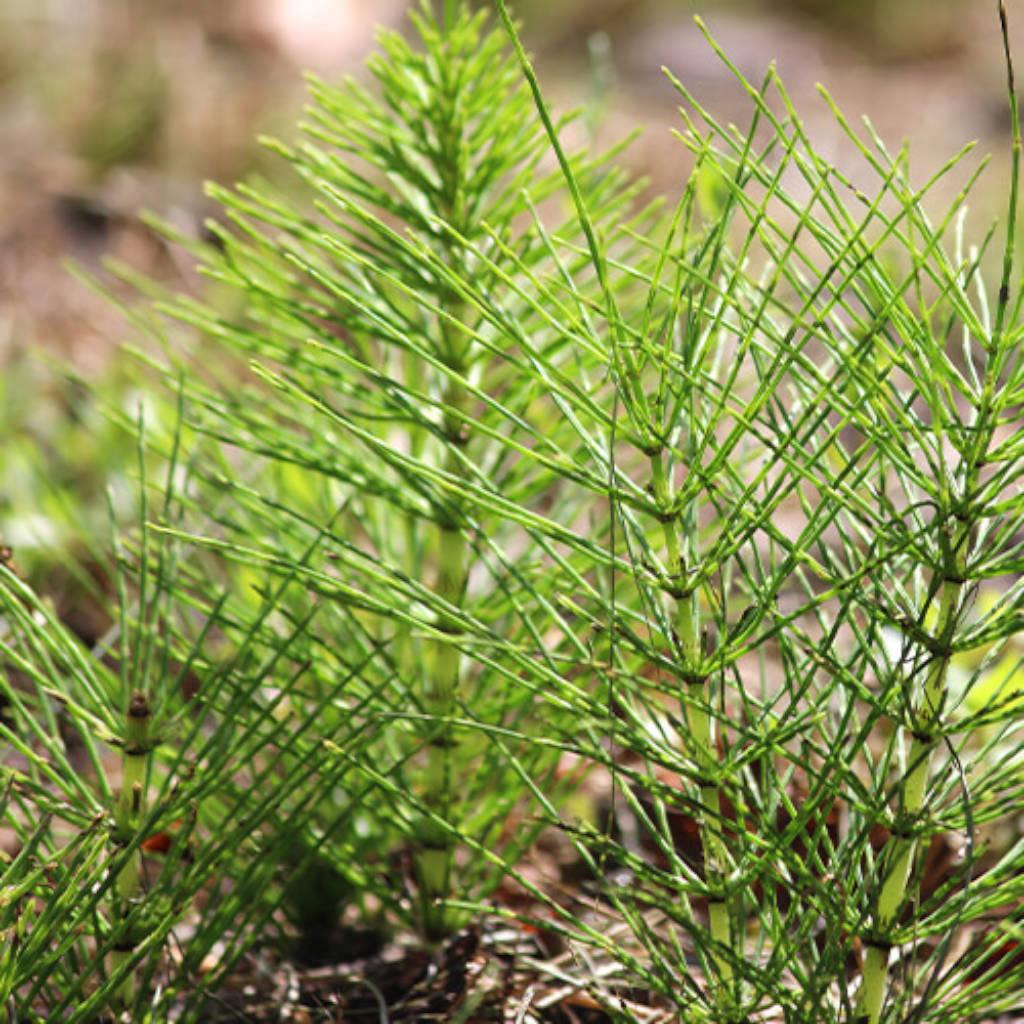 Horsetail stem and strobilus