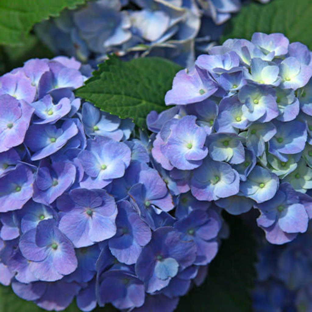 Hydrangea root