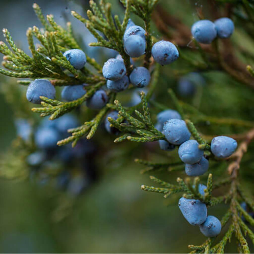 Juniper berries