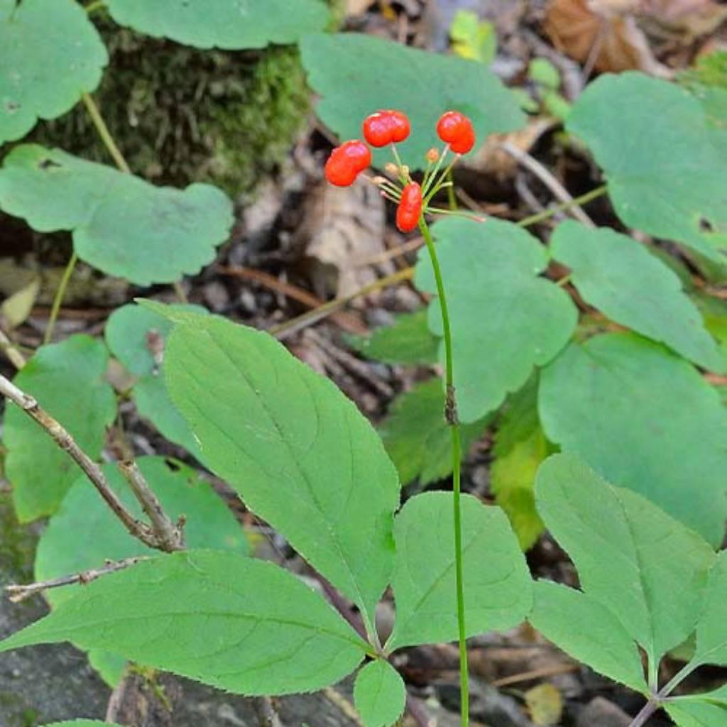 Korean ginseng root extract