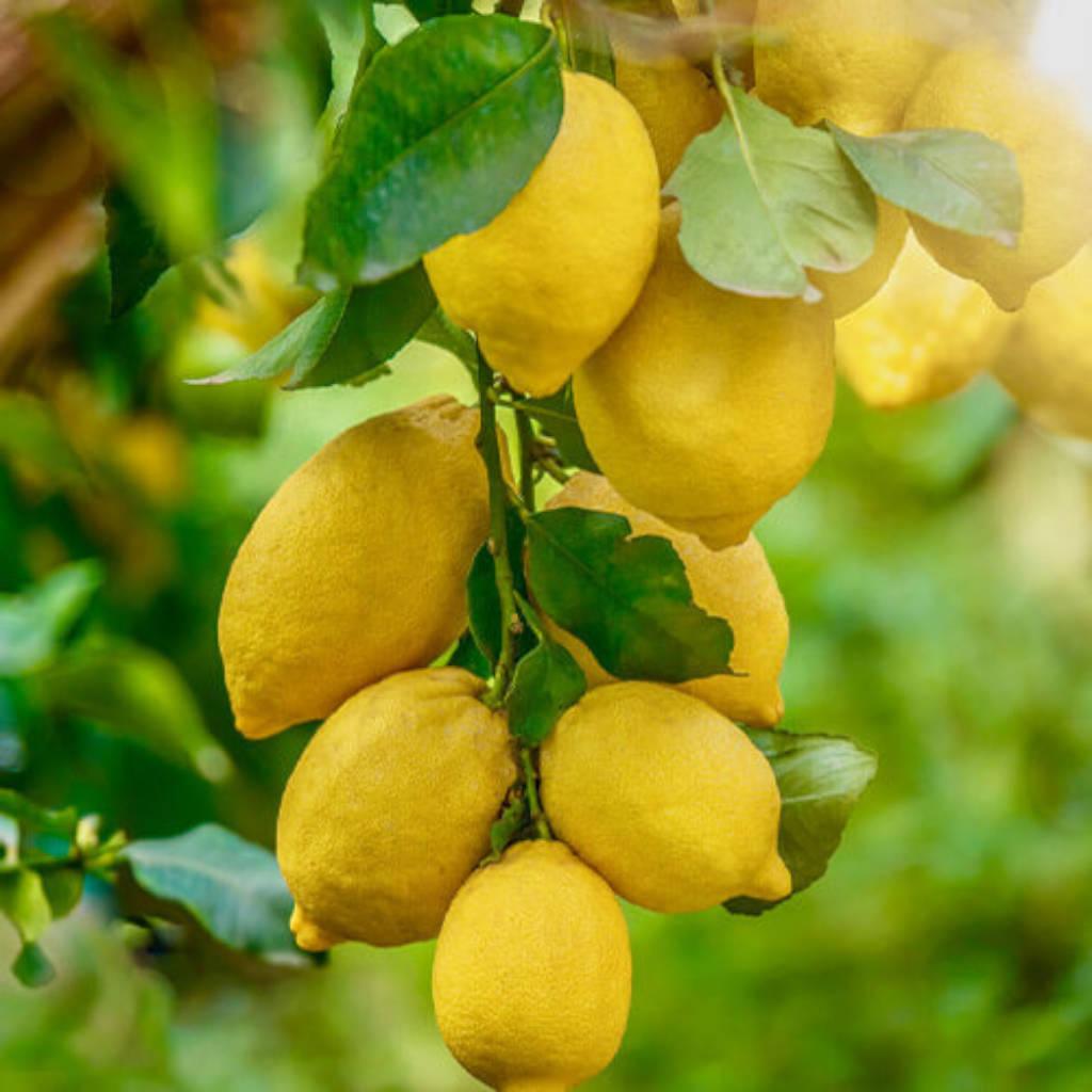 Lemon bioflavonoid extract