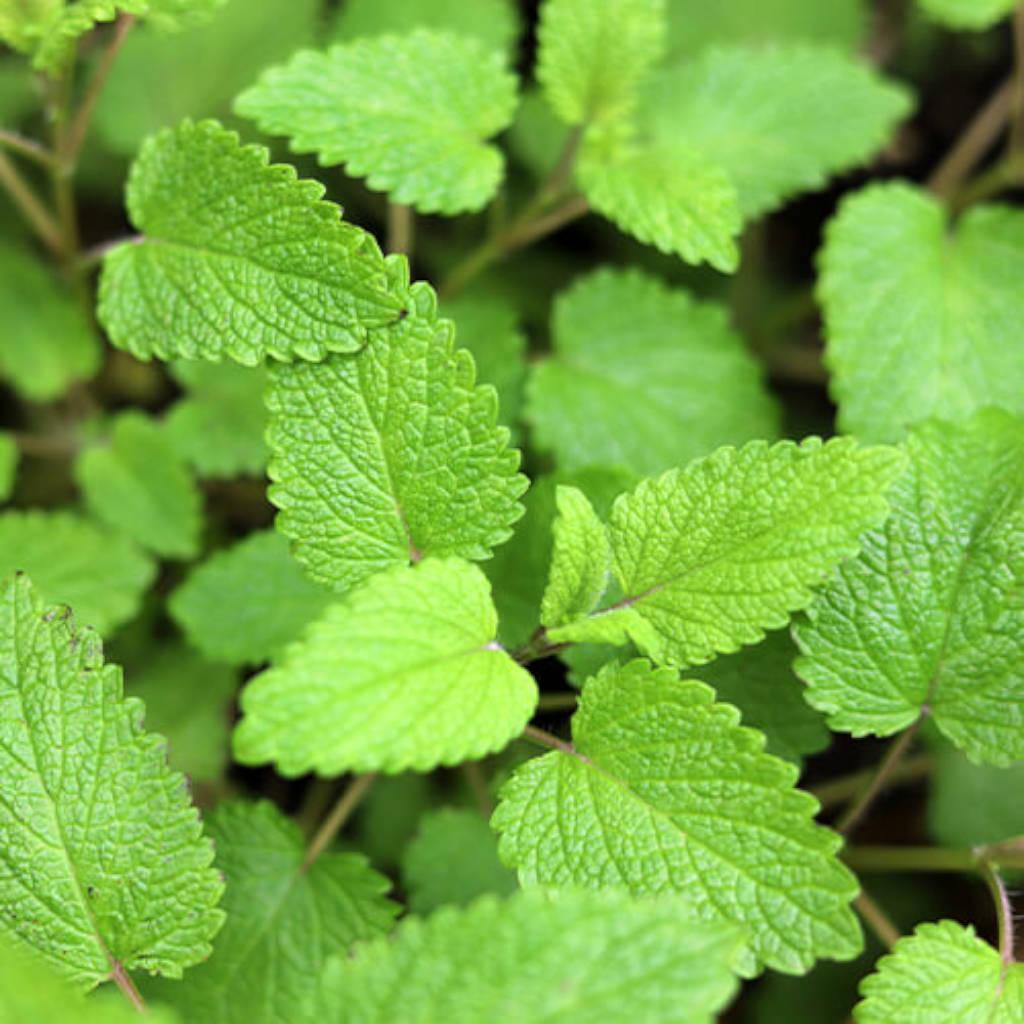 Lemon Balm Leaf Extract