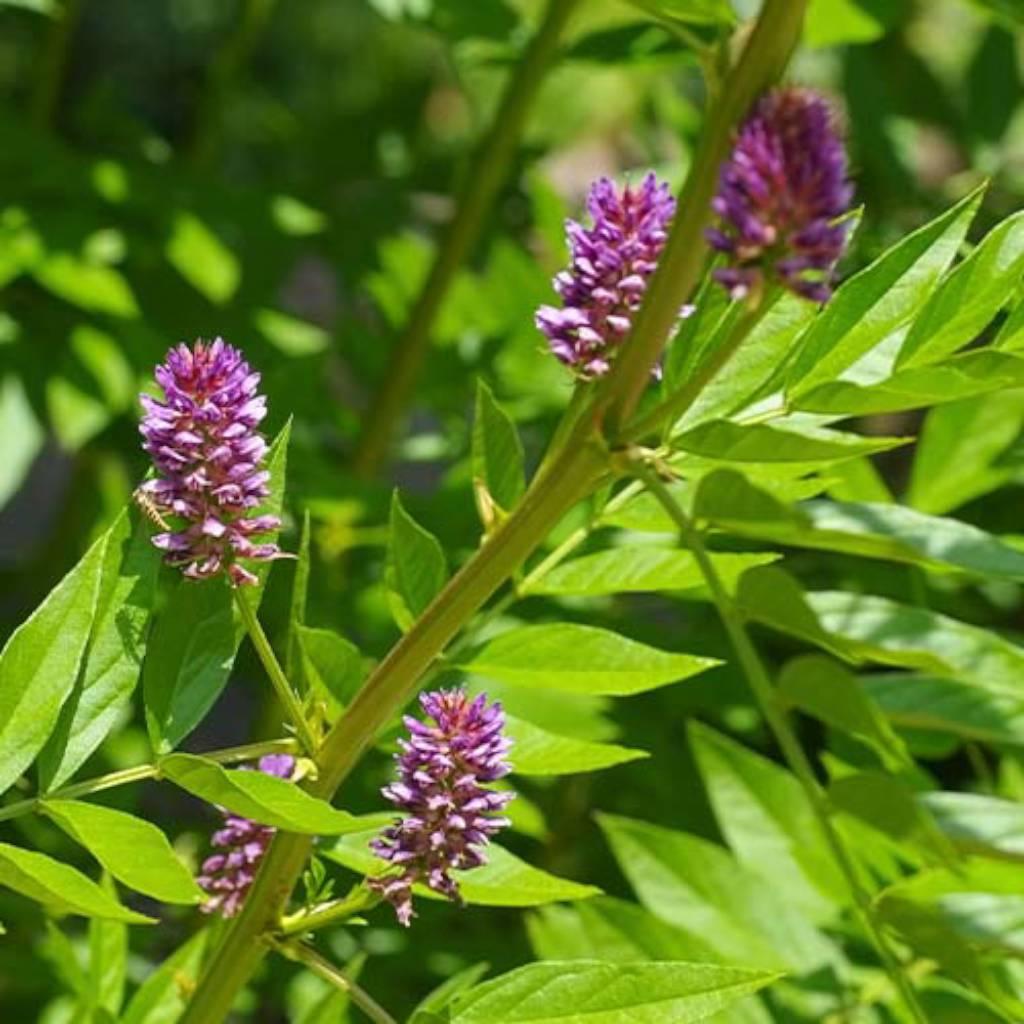 Licorice root