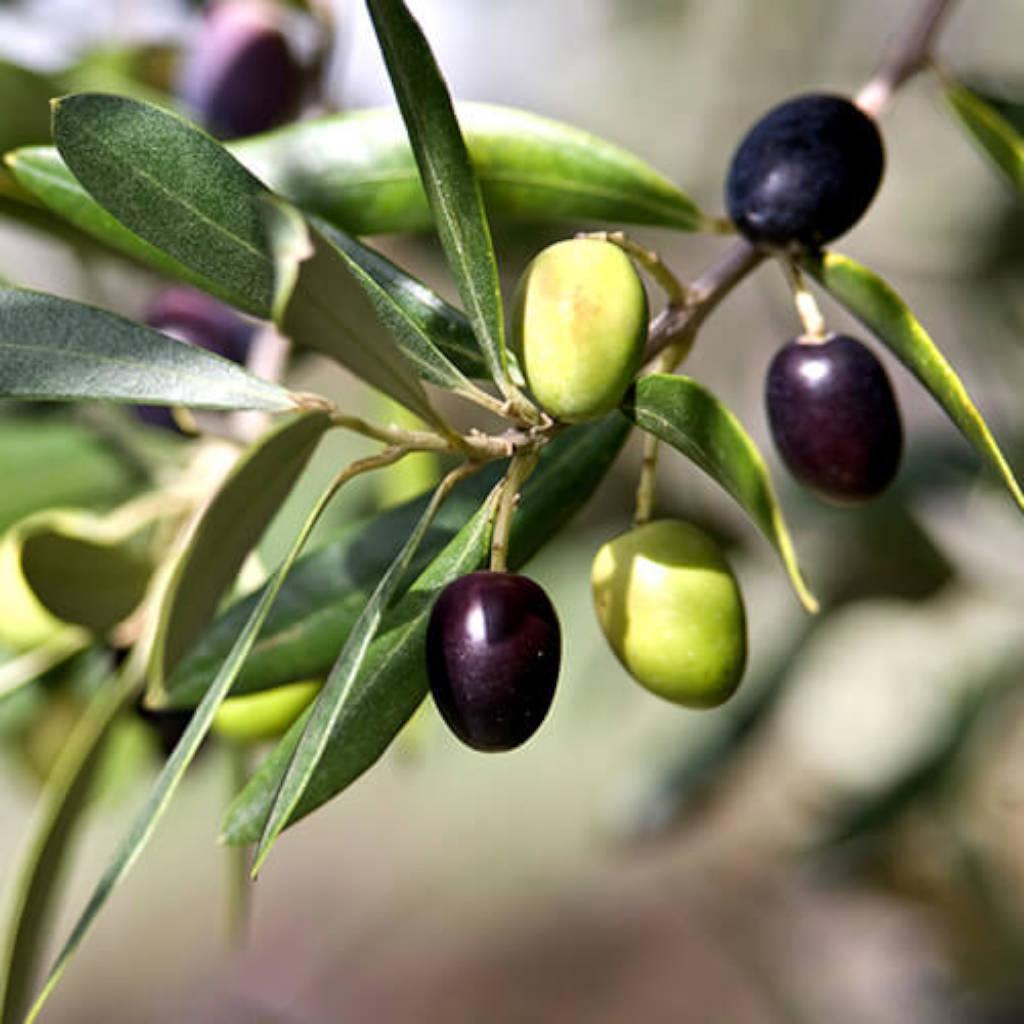 Olive Leaf Extract