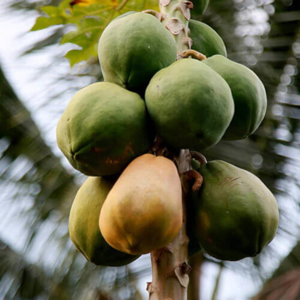 Papaya fruit