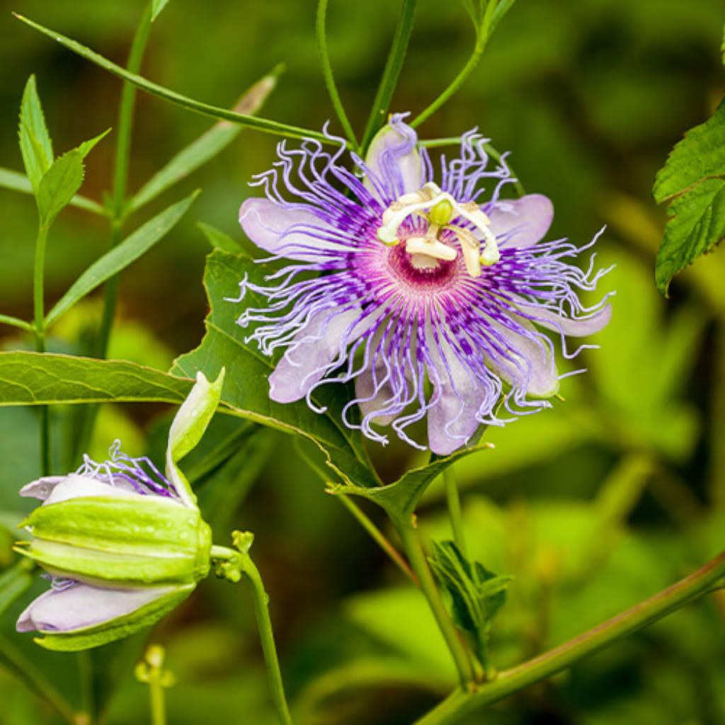 Passionflower aerial parts