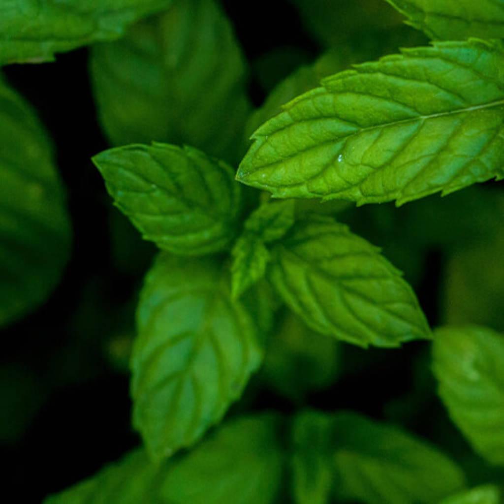 Peppermint leaf and aerial parts