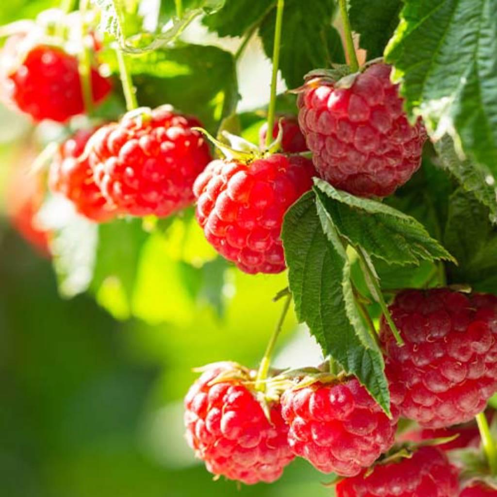 Red raspberry leaves