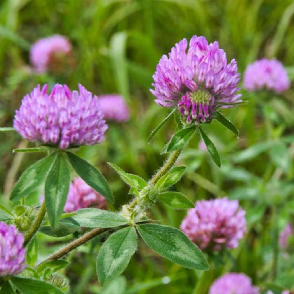 Red Clover