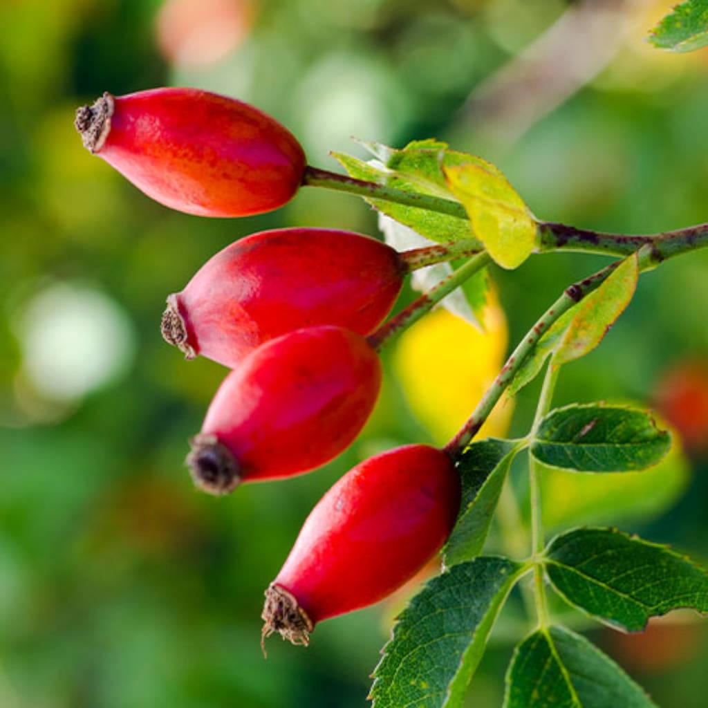 Rose hips