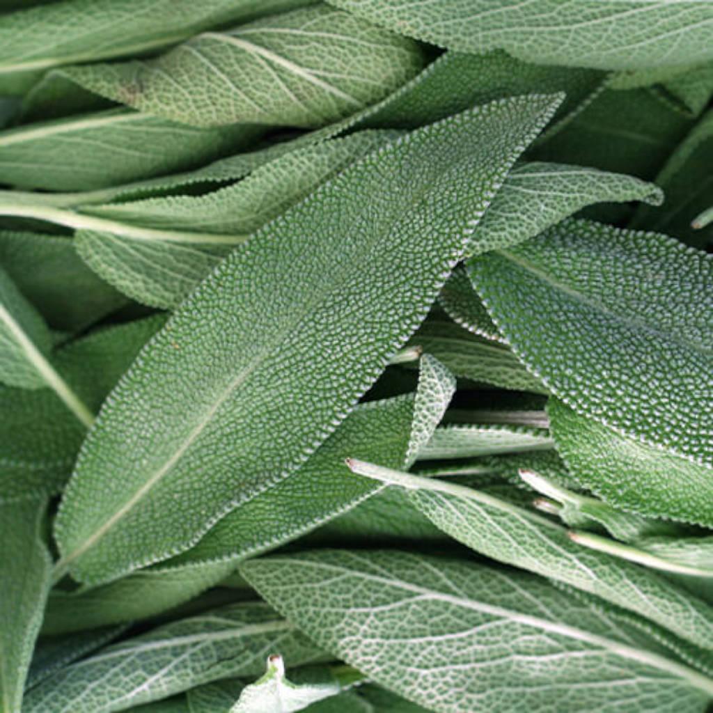 Sage leaves