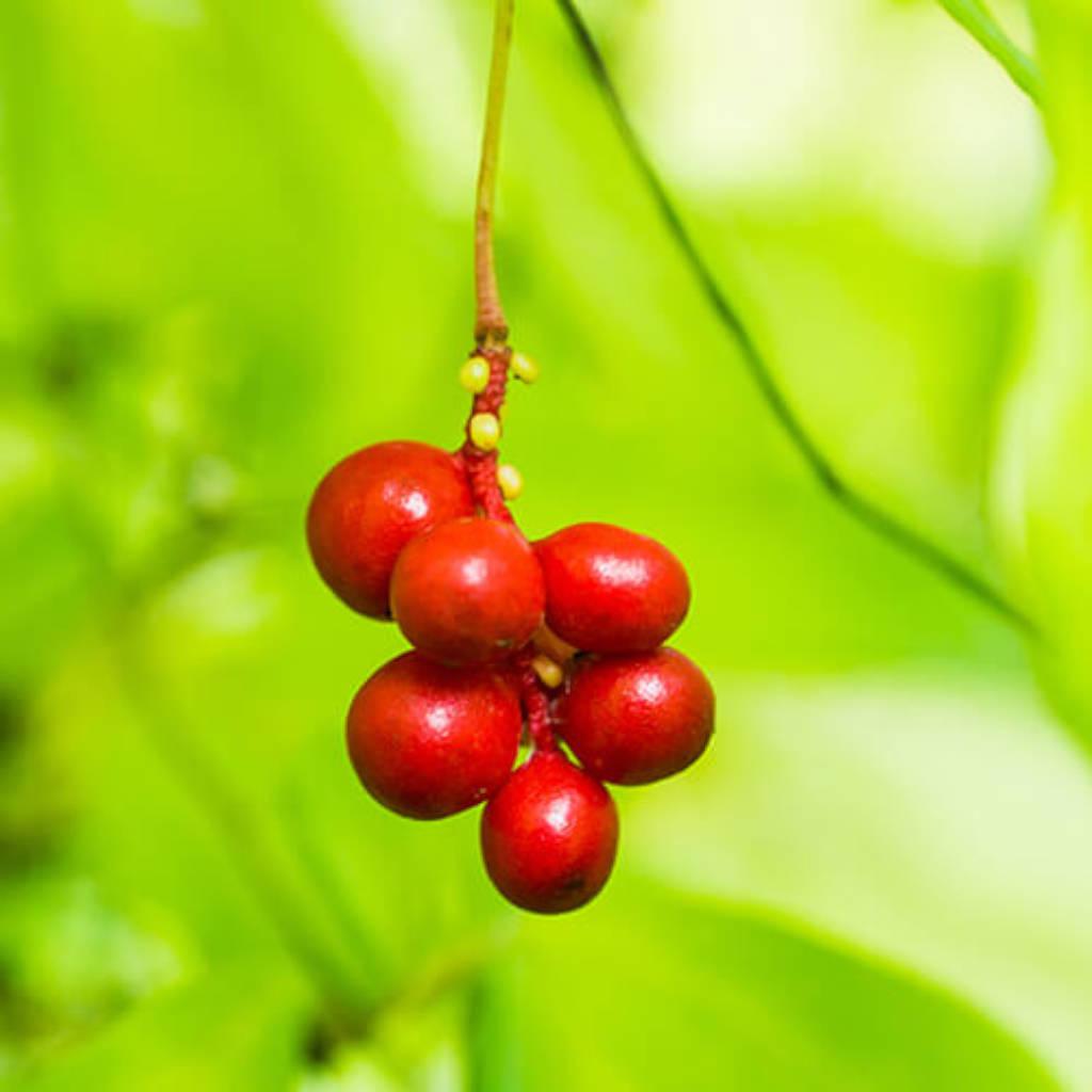 Schisandra fruit