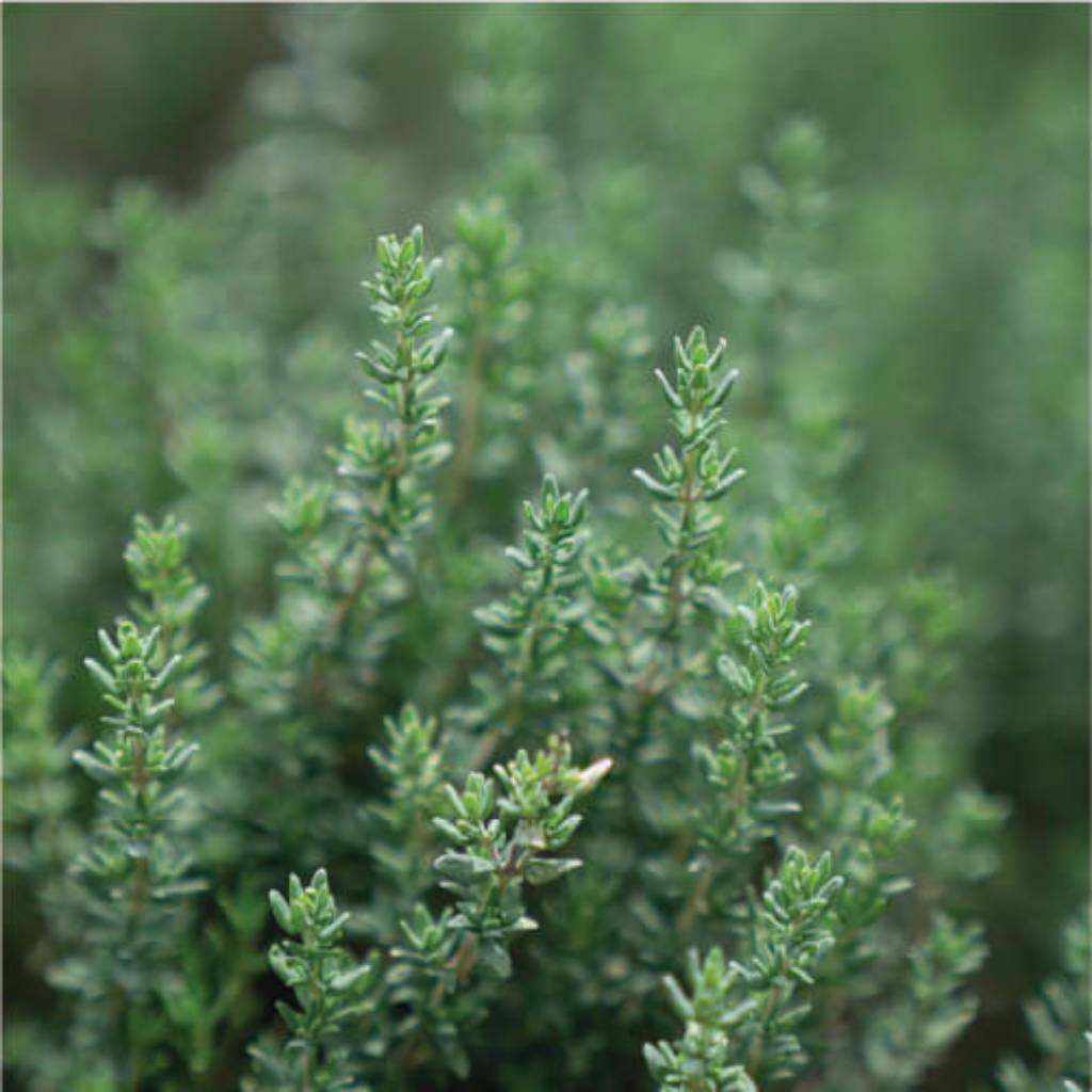 Thyme Leaf