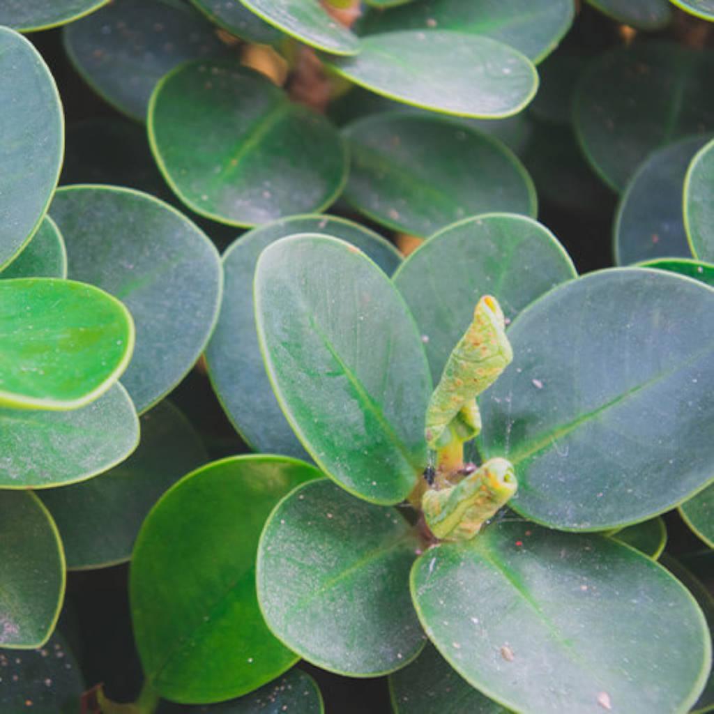 Uva ursi leaves