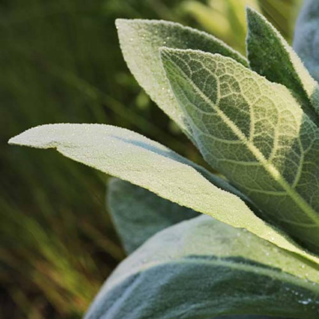 Verbascum thaspus leaves