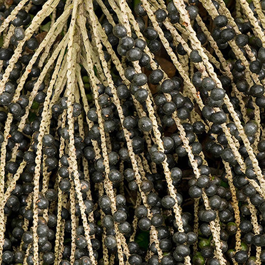 A&#231;ai berry