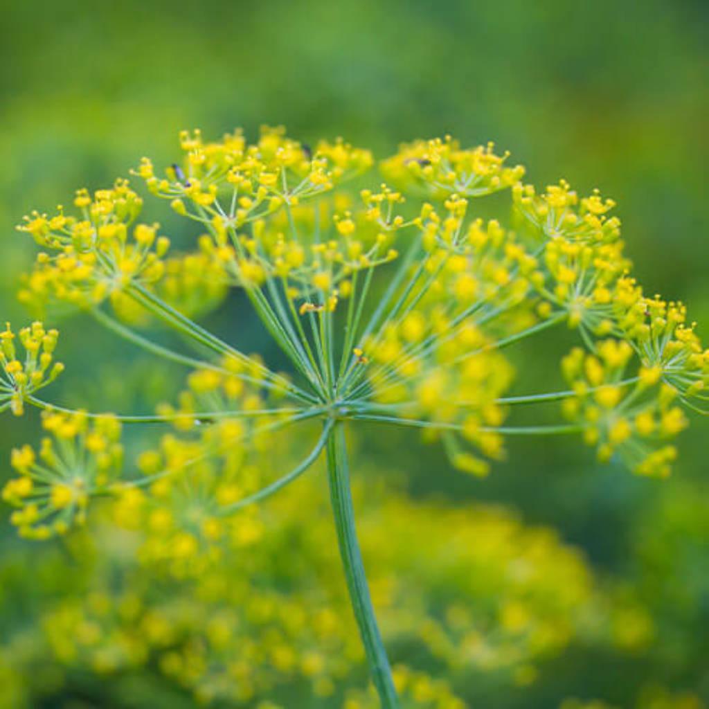 Fennel Seed