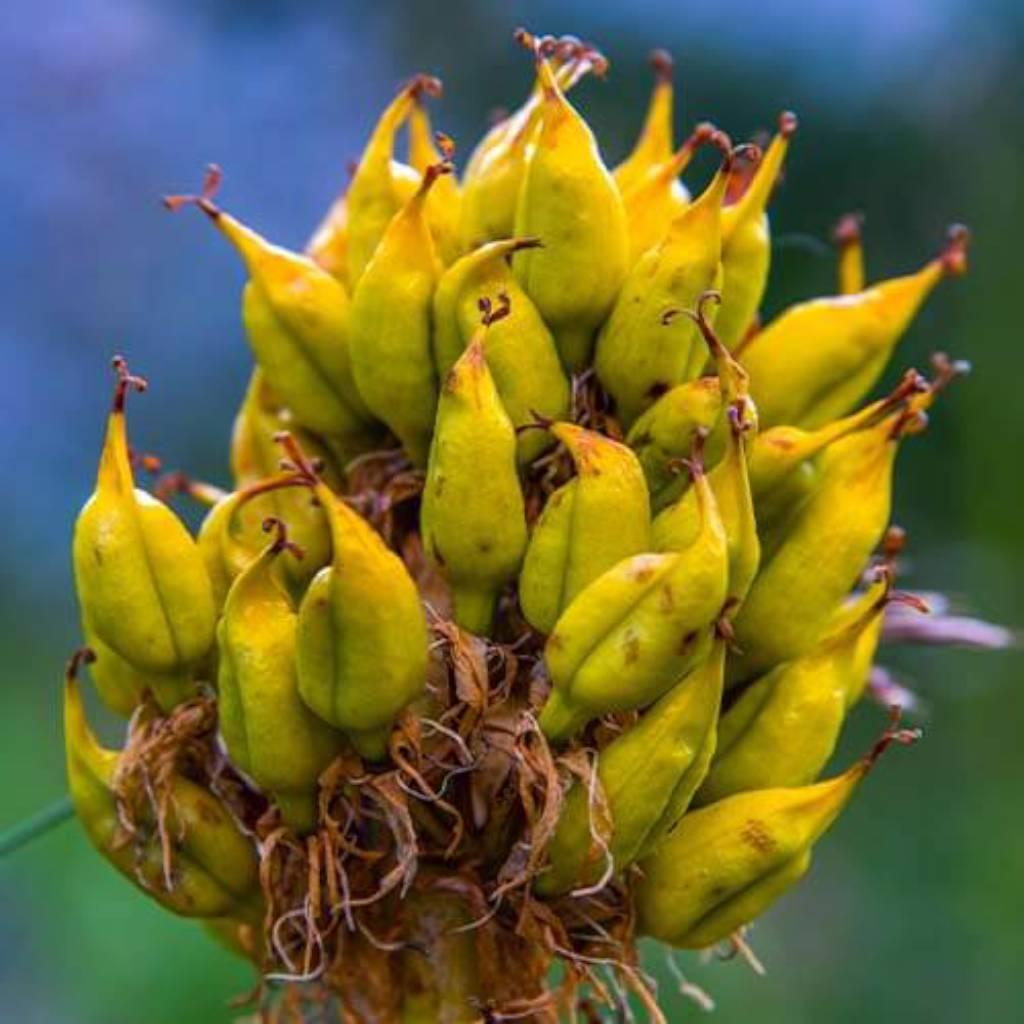 Gentian root