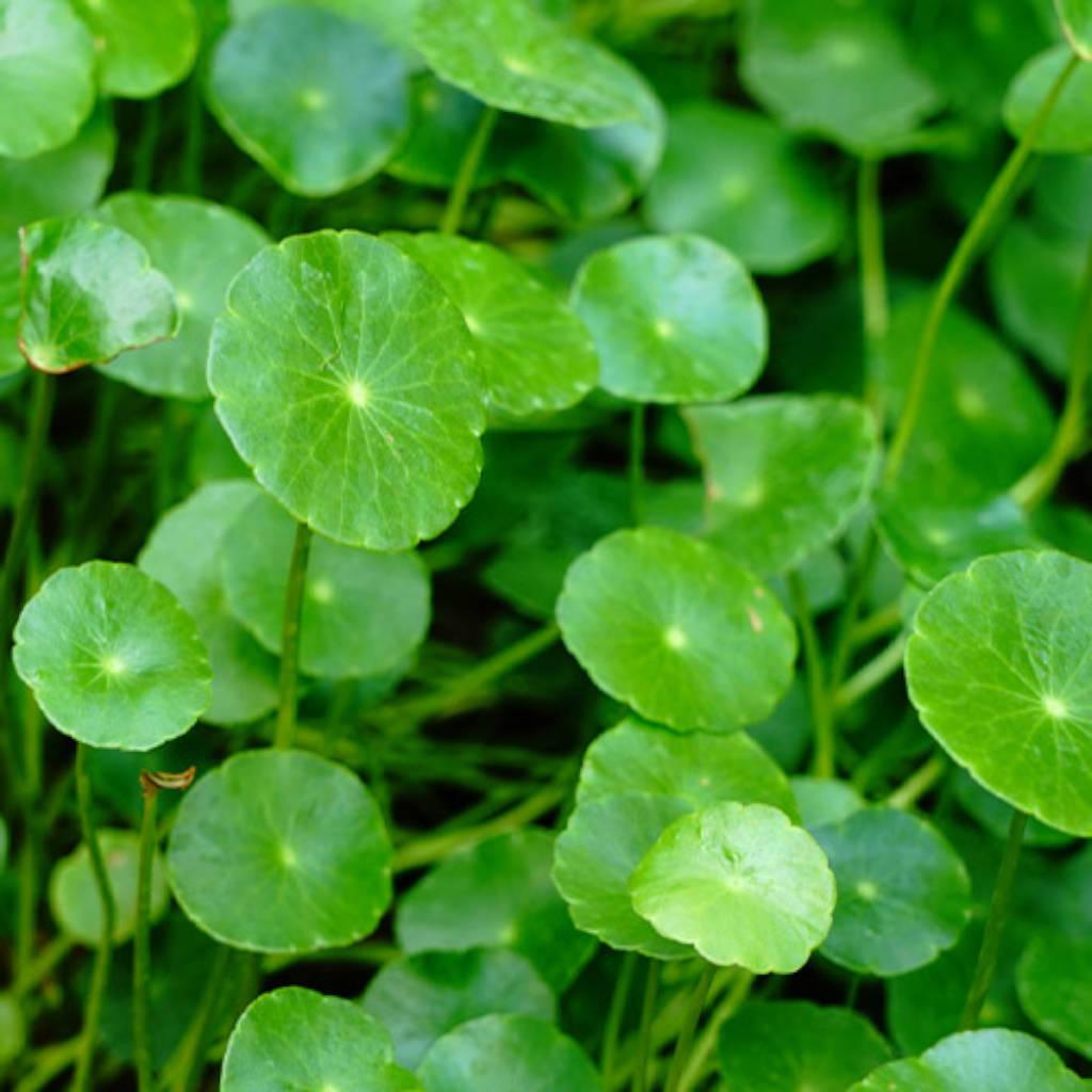 Gotu kola aerial parts