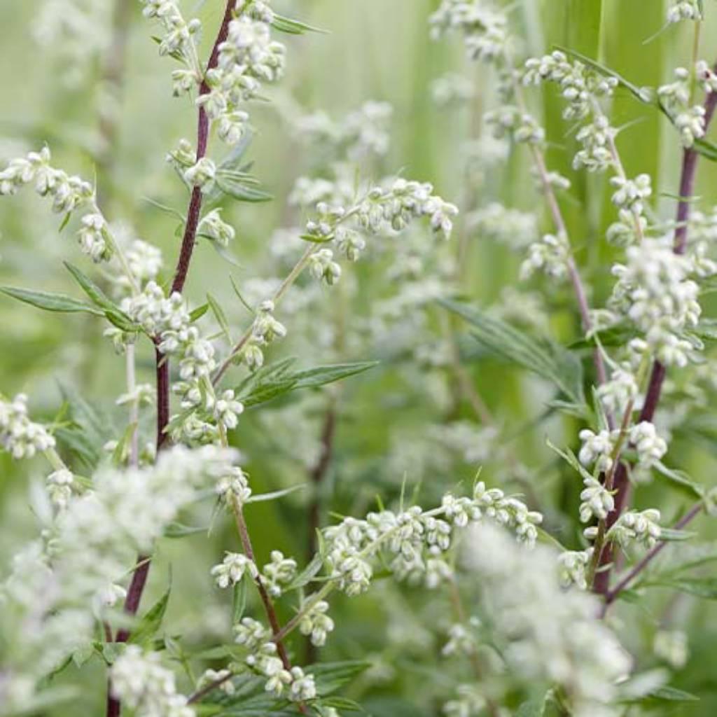 mugwort aerial parts