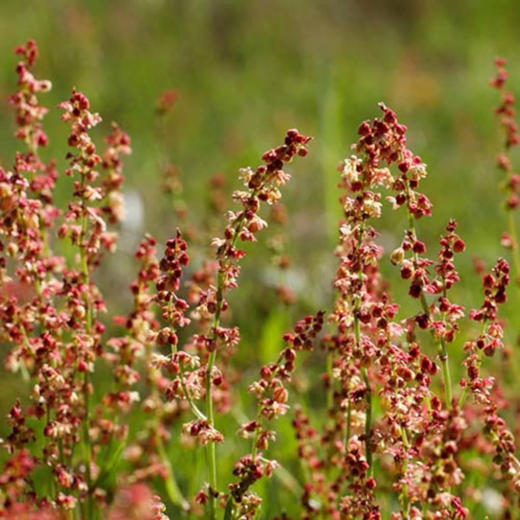 sheep sorrel aerial parts